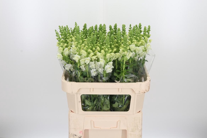 <h4>Antir Poto Ivory White</h4>