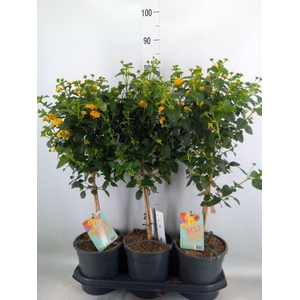 Lantana camara   ...