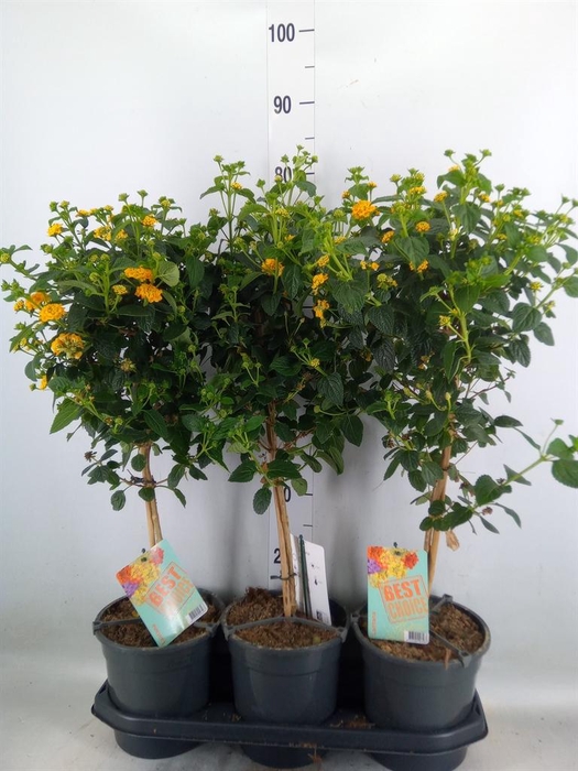 <h4>Lantana camara   ...</h4>