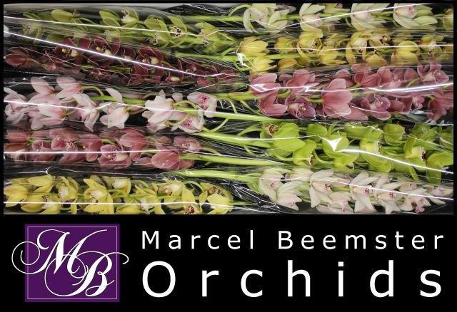 <h4>CYMB MI GEM</h4>