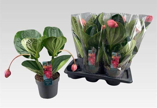 <h4>.Medinilla magnifica flamenco</h4>