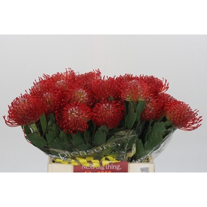 Nutans Ayoba Red