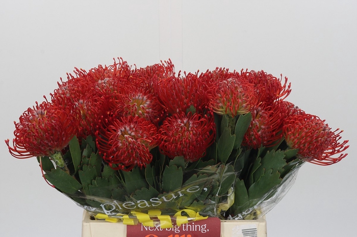 <h4>Nutans Ayoba Red</h4>