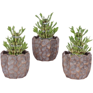 Lucky Bamboo Shape Round 3S Ø15cm Ceramic PL670