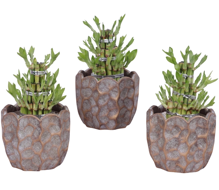 <h4>Lucky Bamboo Shape Round 3S Ø15cm Ceramic PL670</h4>