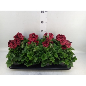 Pelargonium gran.   ..