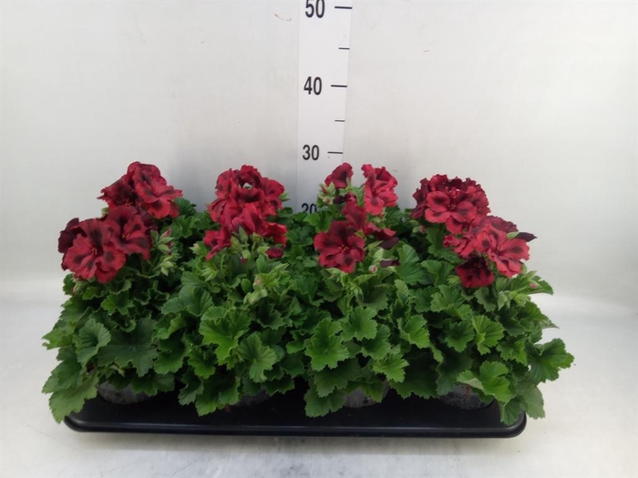 <h4>Pelargonium gran.   ..</h4>