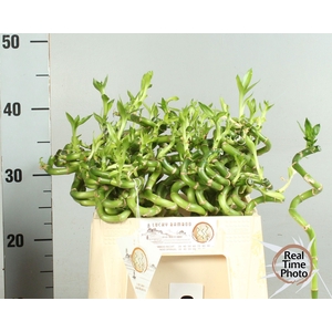 DRAC LUCKY BAMBOO