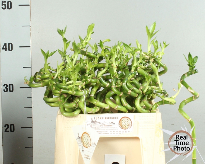 <h4>DRAC LUCKY BAMBOO</h4>