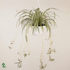 Chlorophytum 12Ø 25cm