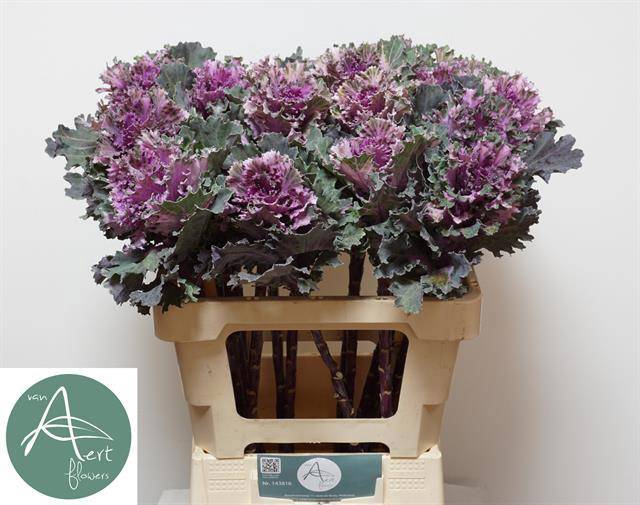 <h4>BRASS EMPIRE TEKLA</h4>