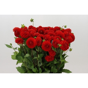 Dahlia Salsa