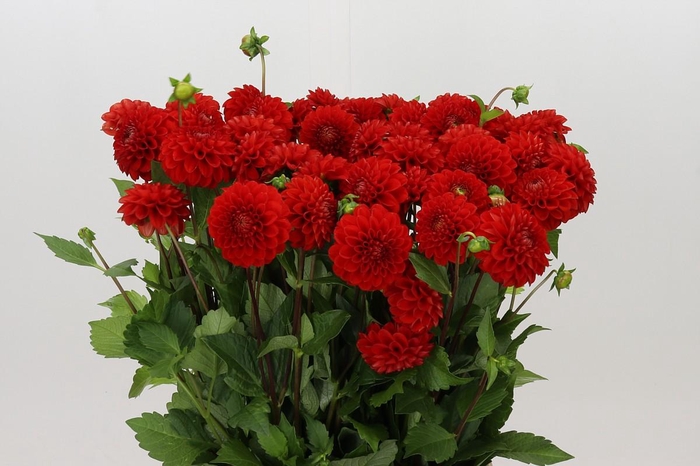<h4>Dahlia Salsa</h4>