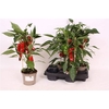 Paprika Planten Rood