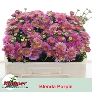 CHR T BLENDA PURPER