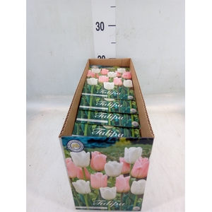 Tulipa   ...flowerbulbs
