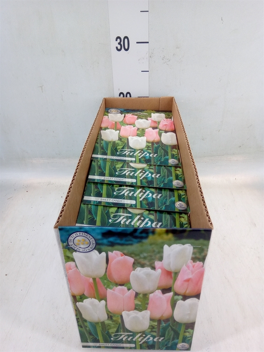 <h4>Tulipa   ...flowerbulbs</h4>