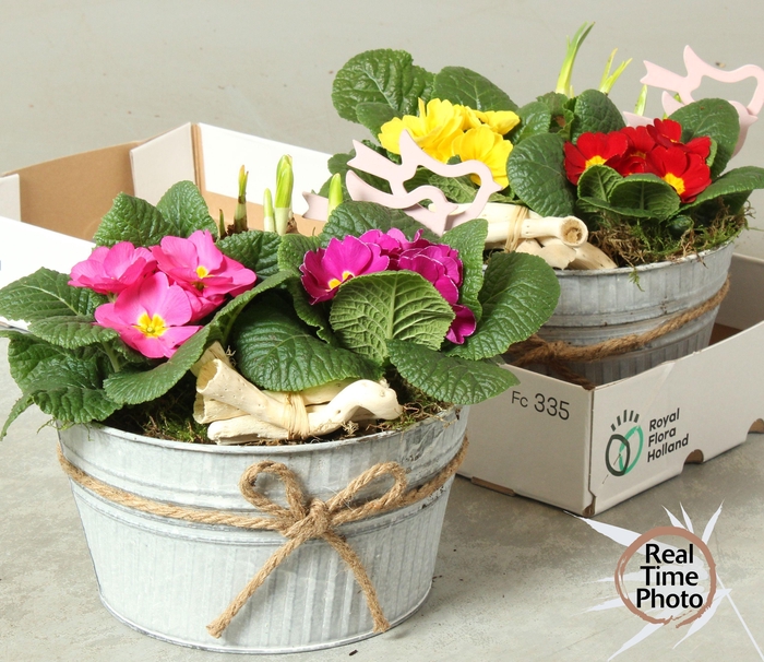 <h4>ARR TUINPLANTEN</h4>