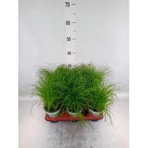 Cyperus alternifolius 'Zumula'