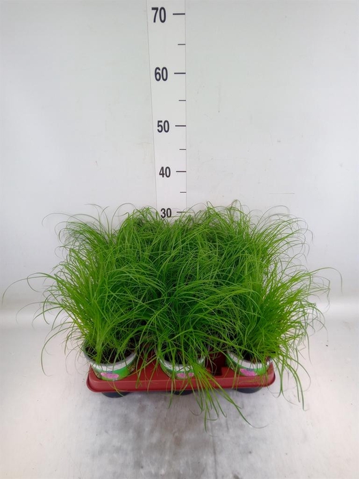 <h4>Cyperus alternifolius 'Zumula'</h4>