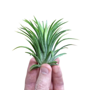 Tillandsia variés