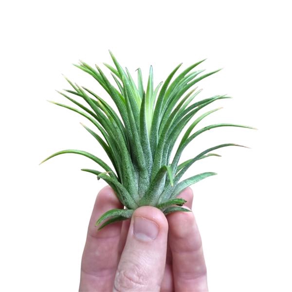<h4>Tillandsia variés</h4>