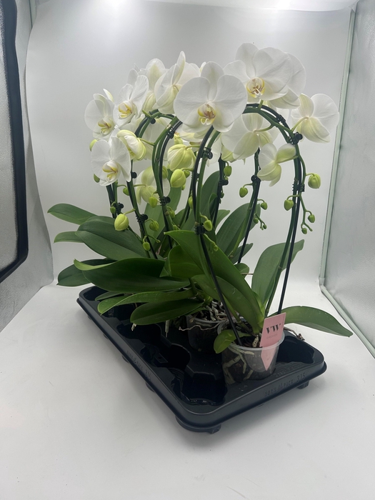 arr8 Phal An Glasgow Boog