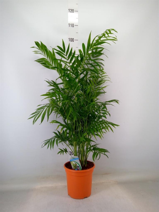 <h4>Chamaedorea elegans</h4>