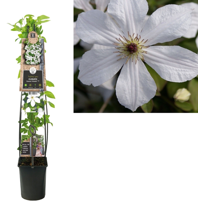 Clematis 'Forever Friends' PBR 3.0 label C5