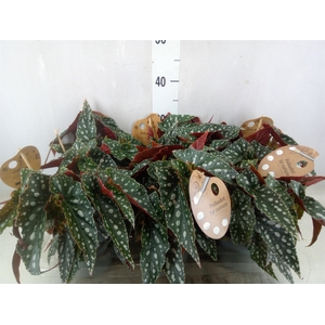 Begonia BD mac. 'Spotlight Green'