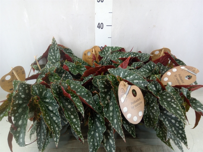 <h4>Begonia BD mac. 'Spotlight Green'</h4>
