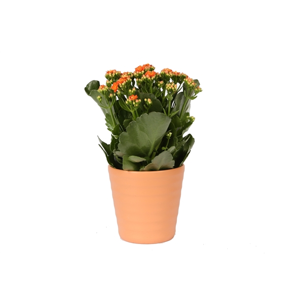 <h4>KP-809.1 OR - Kalanchoe Rosalina 12cm oranje in oranje keramiek</h4>