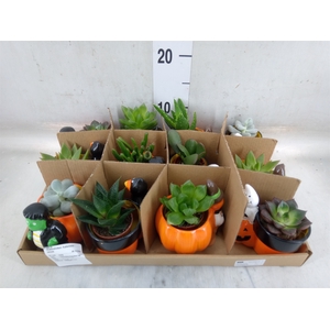 Succulents   ...