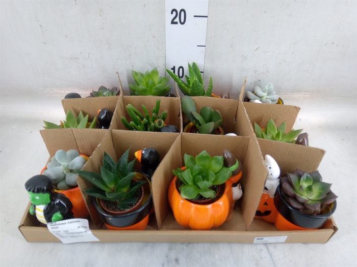 <h4>Succulents   ...</h4>