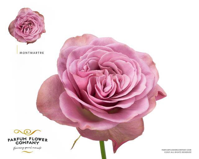 <h4>Rosa garden montmartre</h4>