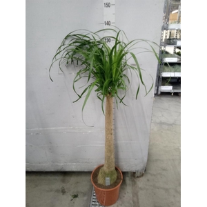 Beaucarnea recurvata