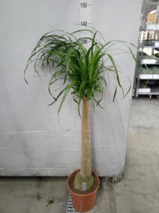 <h4>Beaucarnea recurvata</h4>