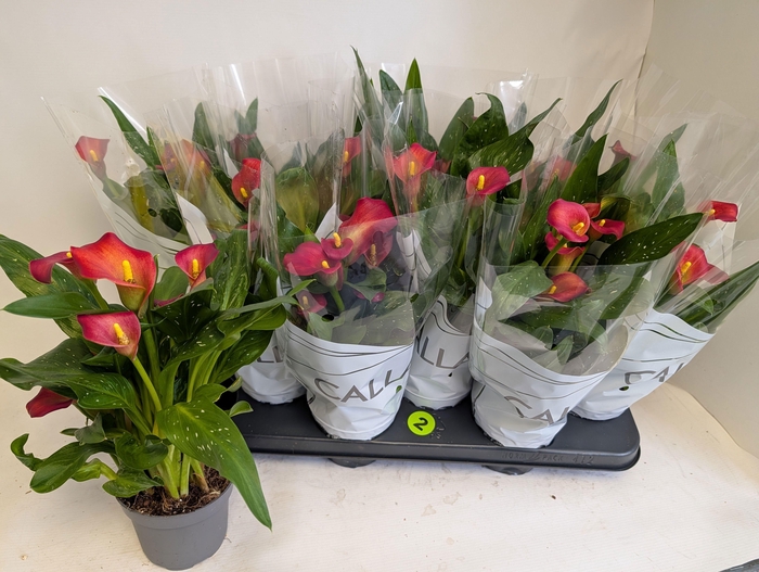 <h4>ZANT MORNING SUN</h4>