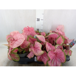 Caladium  'Bicolor Sweetheart'