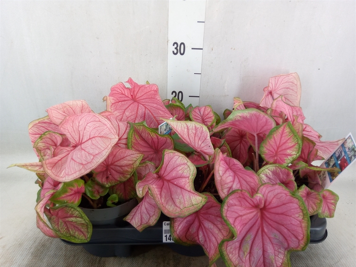 <h4>Caladium  'Bicolor Sweetheart'</h4>