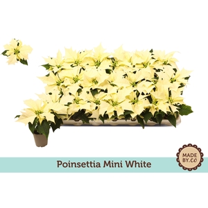 Euph. Poinsettia Mini Alaska White