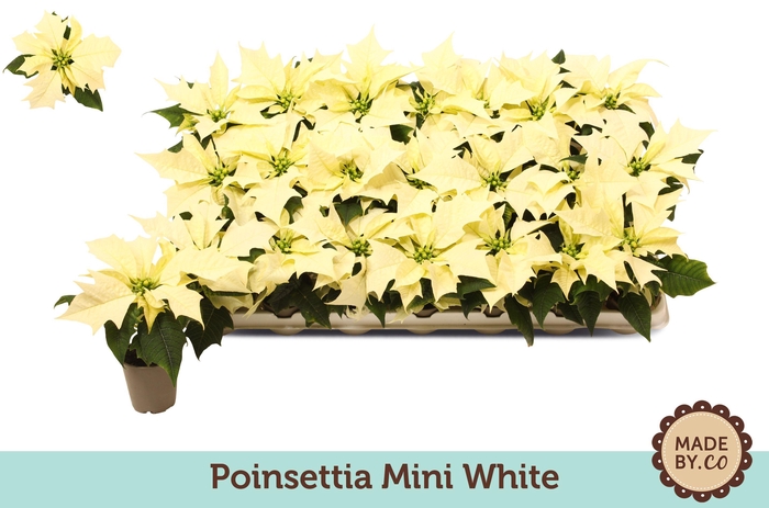 <h4>Euph. Poinsettia Mini Alaska White</h4>