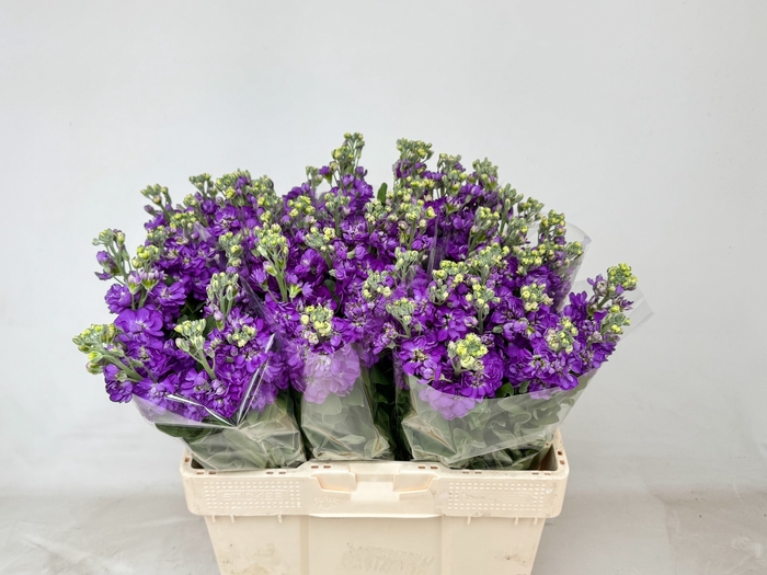 <h4>MATTH MATHILDA BLUE</h4>