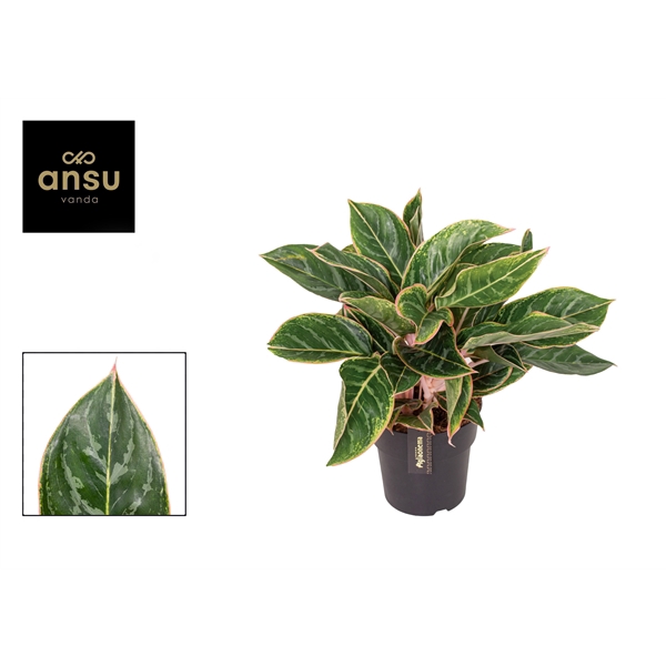 <h4>Aglaonema Jungle Shadows</h4>