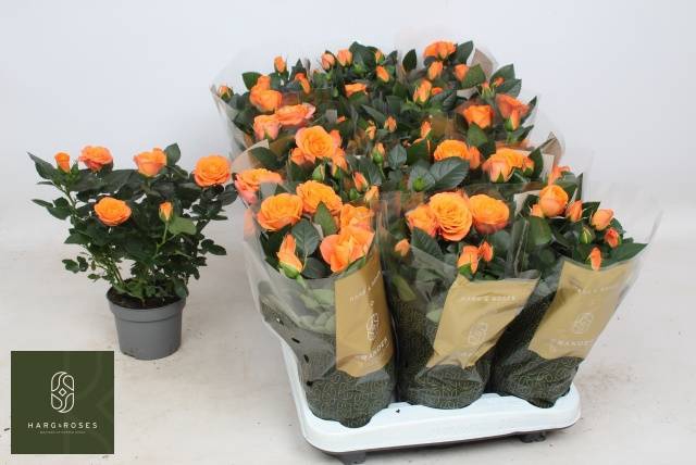 <h4>ROSA BENGALI KORD GRANDE</h4>