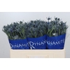 Eryngium Blue Dynamite