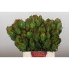 Leucadendron Laurel Yellow