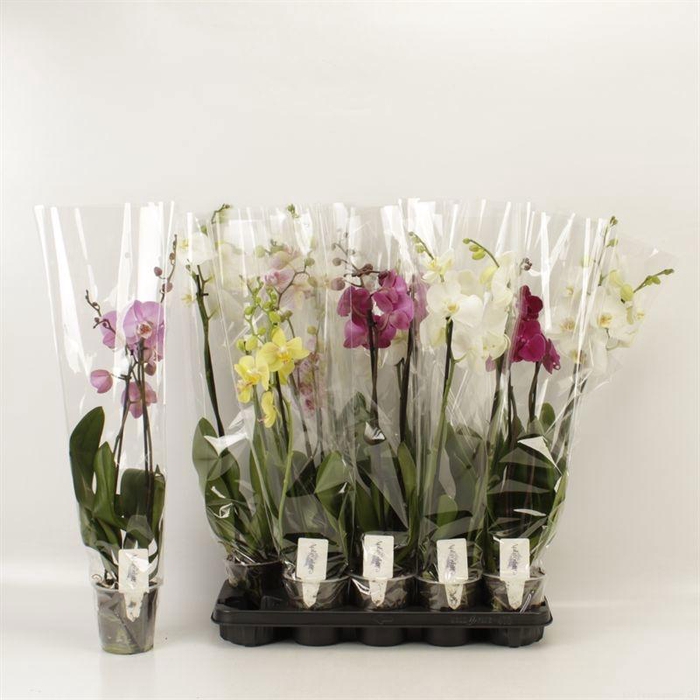 <h4>PHAL GEM 6 KL</h4>