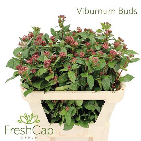 <h4>Viburnum Buds</h4>