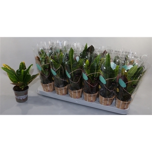 Croton Excellent 9cm in Design Hoes